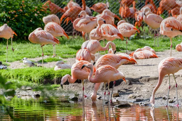 Um bando de flamingos cor de rosa. A vida dos pássaros — Fotografia de Stock