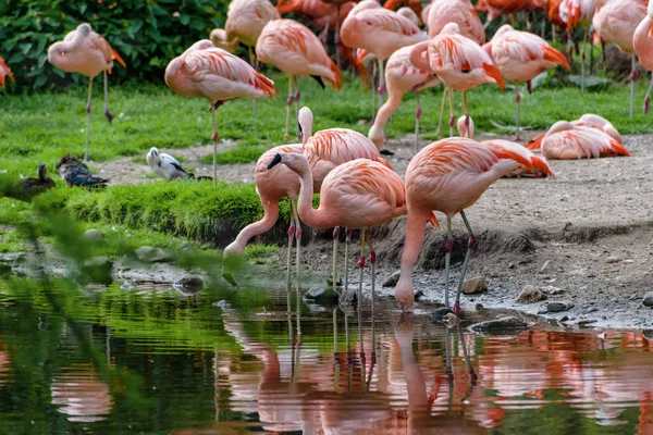 Um bando de flamingos. Phoenicopterus roseus. A vida dos pássaros — Fotografia de Stock