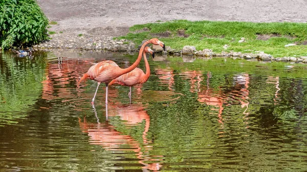 Par de flamingos estão em uma lagoa. Flamingo americano. Reflexão na água — Fotografia de Stock