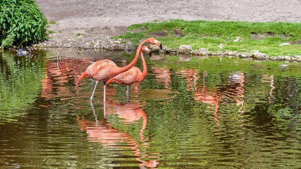 Une paire de flamants roses se tient dans un étang. Flamant rose américain. Réflexion dans l'eau — Photo