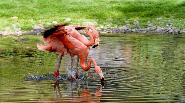 Une paire de flamants roses se tient dans un étang. Lui et elle. Flamant rose américain — Photo