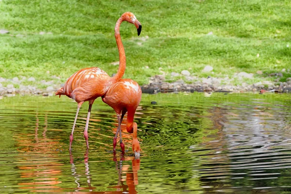 Par de flamingos estão em uma lagoa. Lanscape para cartaz — Fotografia de Stock