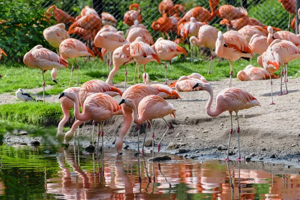 Troupeau de flamants roses près d'un étang. Paysage paysager — Photo