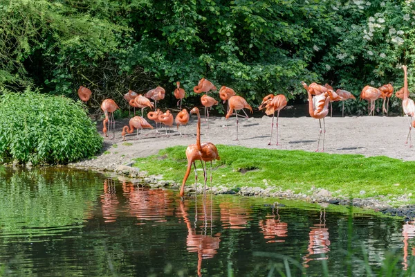 Um bando de flamingos americanos. Lanscape. — Fotografia de Stock