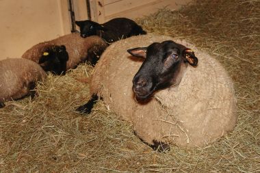 Suffolk koyun tarım fuarında