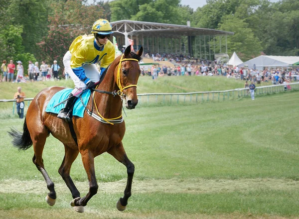 Jockey en el caballo de acedera. Calentamiento. Carreras 22 agosto 2015 Magdeburgo, Alemania —  Fotos de Stock