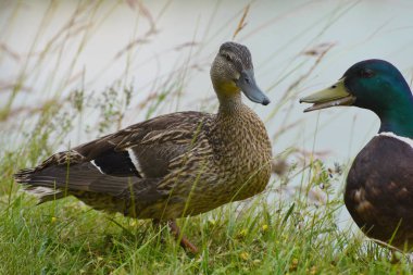 Kıyıda bir çift yaban ördeği. Vahşi hayattaki kuşlar