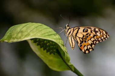Sarı kireç kelebek ile gövde ve kanatları ve mavi noktalar üzerinde siyah çizgiler. Papilio demoleus