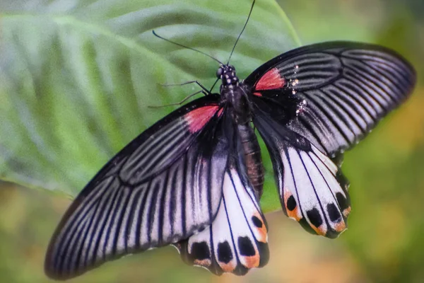 Borboleta preto-branca com manchas vermelhas em uma grande folha verde. Papilio polytes, Mórmon — Fotografia de Stock