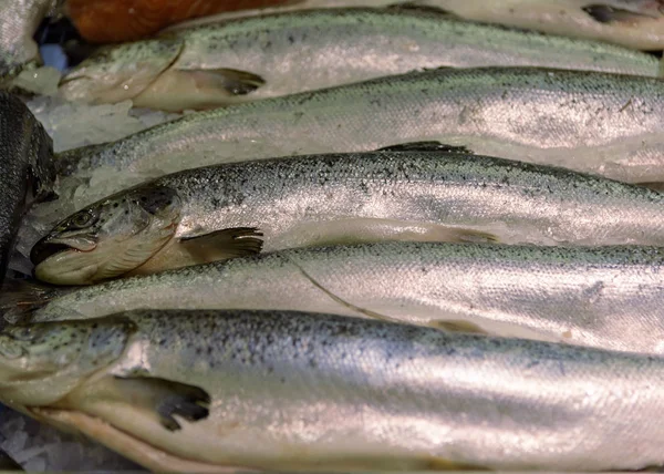 La natura morta dei pesci. Pesce fresco Salmone sul ghiaccio — Foto Stock