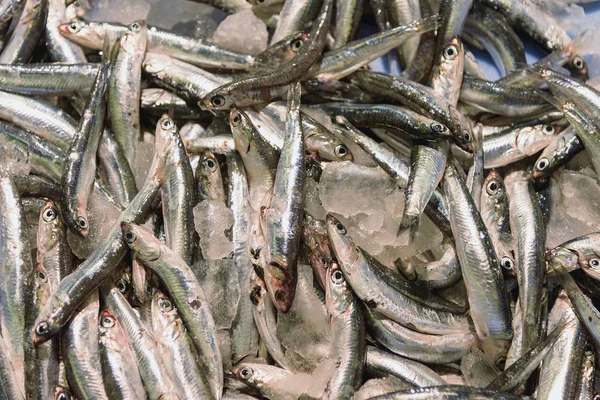 La natura morta dei pesci. Pesce fresco Engraulis sul ghiaccio — Foto Stock