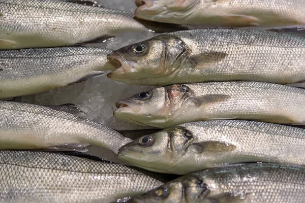 La natura morta dei pesci. Basso marino europeo ghiacciato. Pesce fresco — Foto Stock