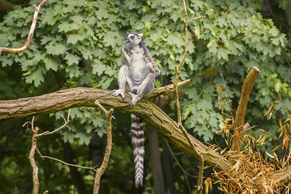 Ring Tailed Lemur, Lemur Catta, a strepsirrhine primate with an extremely long, heavily furred tail, covered with black and white rings — Stock Photo, Image