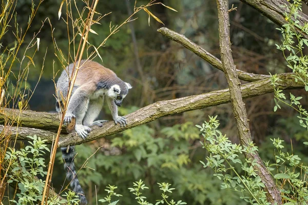 Ring Tailed Lemur, Lemur Catta, a strepsirrhini primate with an extremely long, heavily furred tail, covered with black and white rings. Animals in wildlife — Stock Photo, Image