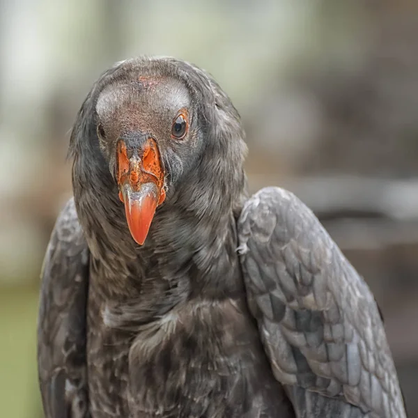California condor, a significant bird to many California Native American groups, the North America's largest bird. Close up — Stock Photo, Image