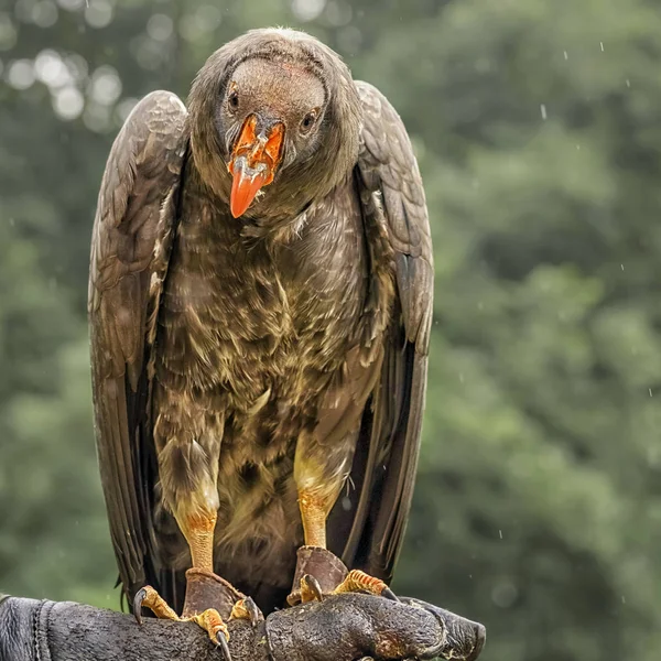 El cóndor de California, un ave significativa para muchos grupos nativos americanos de California, está en el brazo del entrenador. Pájaros entrenados. Retrato vertical —  Fotos de Stock