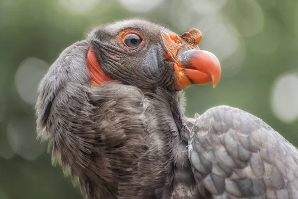 Condor de Californie, un oiseau important pour de nombreux groupes amérindiens de Californie. Profil de portrait — Photo