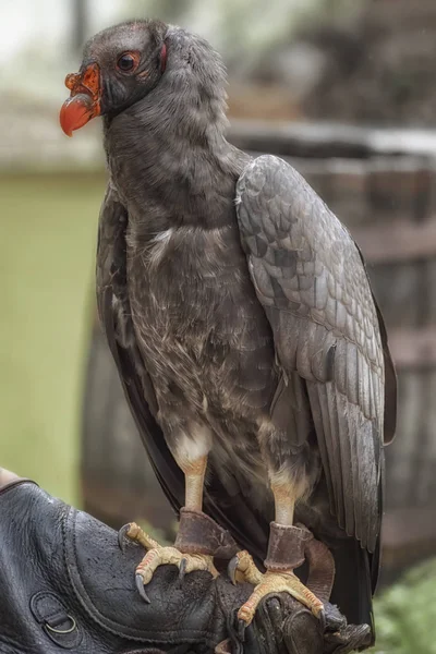 Ave condor da Califórnia, a maior ave da América do Norte no braço do treinador — Fotografia de Stock