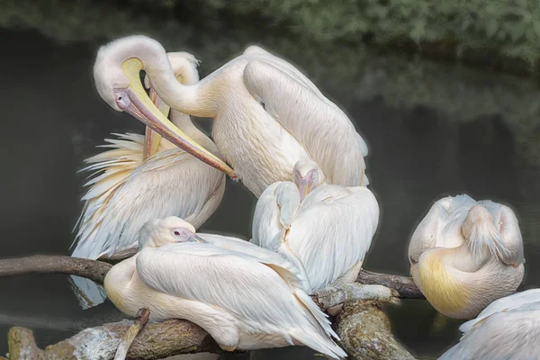 Pelicanos brancos americanos dormindo em um grupo — Fotografia de Stock