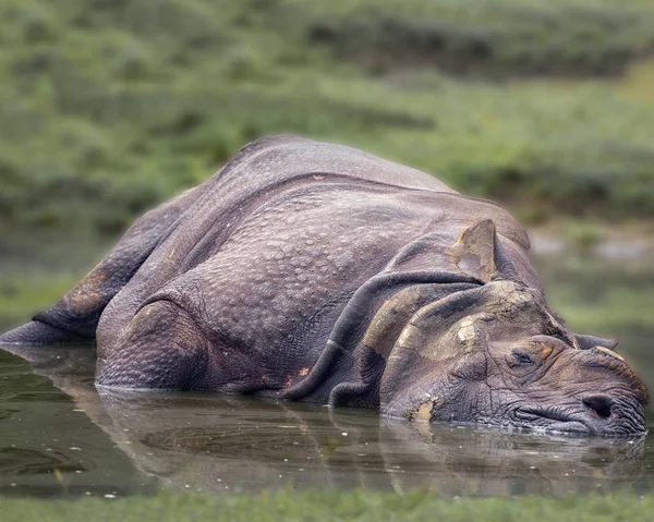 Grande rinoceronte indiano de um chifre, Rhinoceros unicornis no — Fotografia de Stock