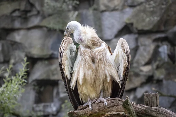Griffon vautour Observation des oiseaux dans la faune — Photo
