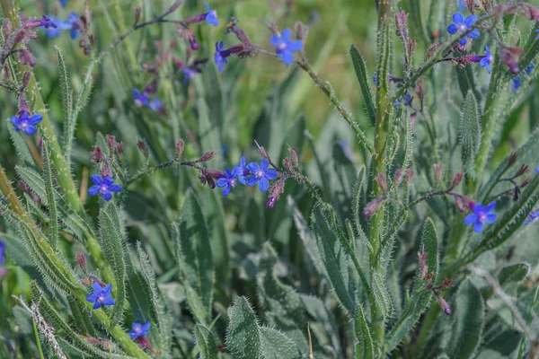 Anchusa officinalis, common bugloss or alkanet Pura nature reserve in the Shiqma Stream basin Spring landscape in Israel — Stock Photo, Image