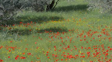 Bitronot Ruhama Kurkar Doğa Koruma Anemone koronaria İsrail 'de. Peyzaj