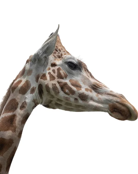 Giraffa elegante ed esaltata, Giraffa camelopardalis. La testa e il lungo collo della giraffa Isolata — Foto Stock