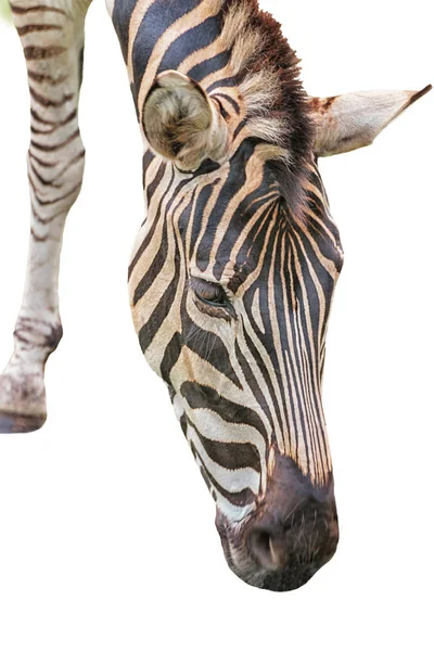 Chapman 's Zebra, equus quagga chapmani, Flachzebra mit schwarz-weißen Streifen. Porträt vertikal Nahaufnahme isoliert — Stockfoto