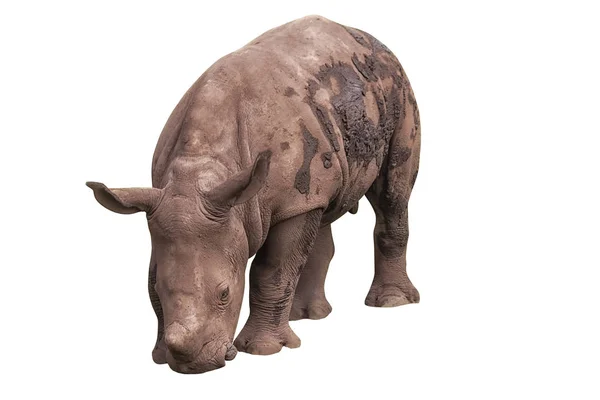 Rinoceronte branco, rinoceronte quadrado, Ceratotherium simum. Animais na vida selvagem Isolados — Fotografia de Stock