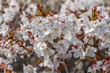 Prunus incisa 'Mikinori', kirazlı 'Mikinori', küçük, dişli yapraklı, pembe çiçekli büyük bir çalılık.