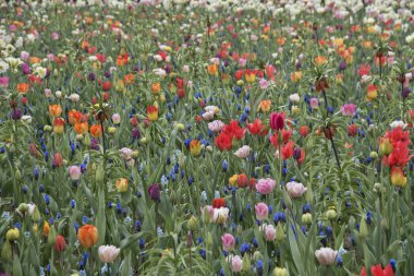 Hollanda 'daki renkli çiçek tarlası, Keukenhof. Çiçek yetiştiricileri ilkbahar doğal manzarası