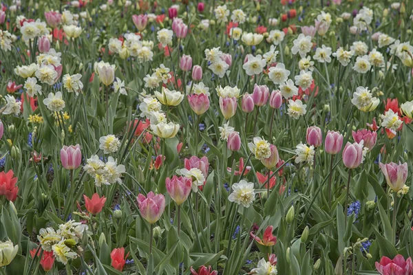 Campo di fiori colorati in Olanda, Keukenhof. cultivar di fiori paesaggio naturale primaverile — Foto Stock