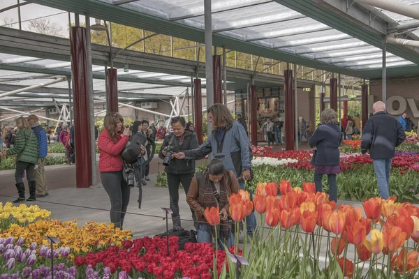 Keukenhof, Hollanda - 23 Nisan 2016: Bir çiçek sergisinde fotoğrafçılar