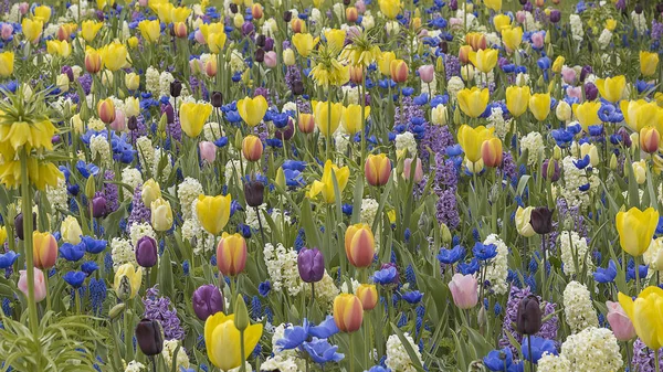 Campi colorati di fiori in Olanda, Keukenhof. I tulipani mostrano i loro colori gloriosi — Foto Stock