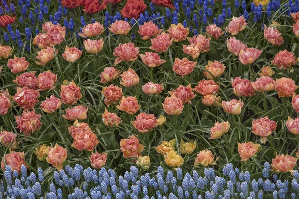 Esposizioni floreali nel Keukenhof e spettacoli floreali unici. Una gloriosa festa visiva in Olanda — Foto Stock