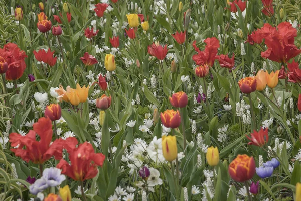 Keukenhof parque lleno de tulipanes, jacintos, narcisos y todas las otras flores bulbos de primavera — Foto de Stock