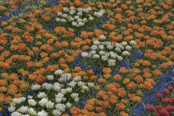 Tulipanes en el Keukenhof, uno de los jardines de flores más grandes del mundo. Temporada de campos de flores en Holanda — Foto de Stock