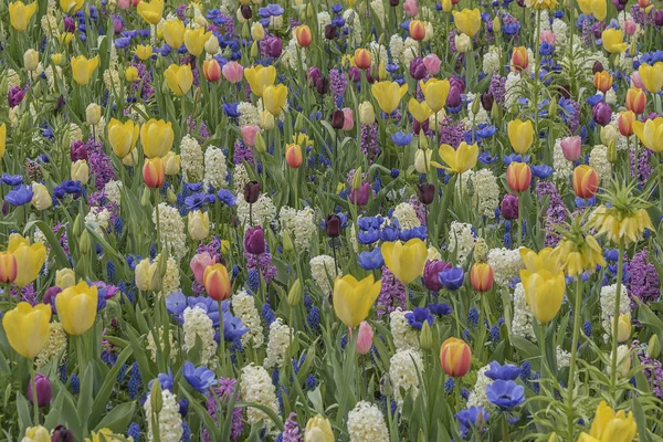 Fiori colorati che sbocciano nei campi di bulbi in Olanda e mostrano i loro colori gloriosi — Foto Stock