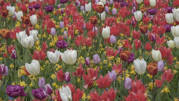 Barevné pole tulipánů a narcisů v Holandsku, Keukenhof. Květiny předvádějí své nádherné barvy — Stock fotografie