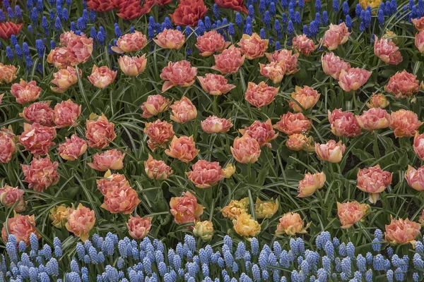 Keukenhof 'daki çiçek sergileri ve eşsiz çiçek sergileri. Hollanda 'da görkemli bir görsel şölen — Stok fotoğraf