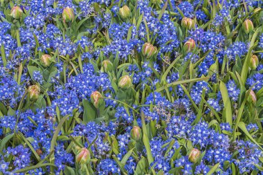 Hollanda 'daki renkli çiçek tarlası, Keukenhof. Güzel çiçek çeşitleri. Bahar manzarası