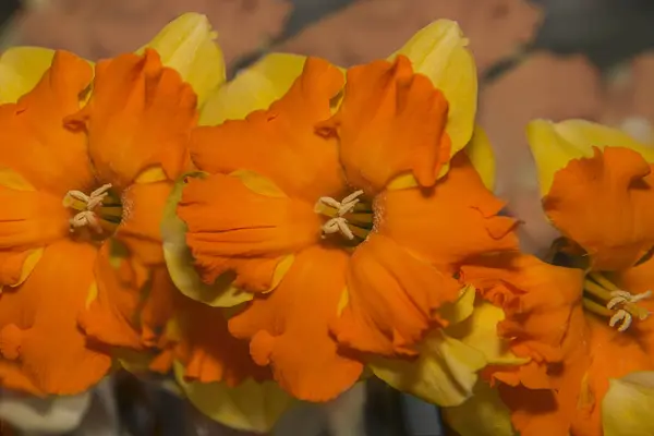 Primavera fresco amarelo doffodil flores no jardim, Holanda — Fotografia de Stock