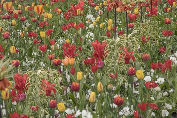 Parco Keukenhof pieno di tulipani, narcisi e tutti gli altri bulbi primaverili fiori — Foto Stock