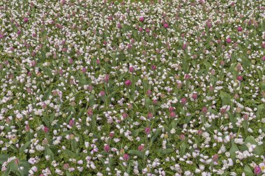 Hollanda 'daki beyaz ve pembe laleler tarlası, Keukenhof. Çiçek yetiştiricileri ilkbahar doğal manzarası