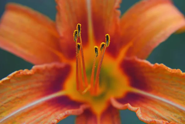 Lilium, uma planta com flores herbáceas que cresce a partir de bulbos, com laranjas grandes flores proeminentes. Fechar — Fotografia de Stock