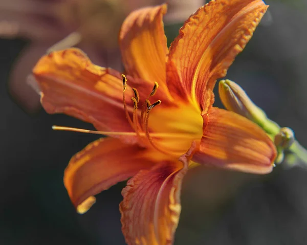 Lilium, una planta herbácea floreciente que crece a partir de bulbos, con grandes flores naranjas prominentes. Interior foto —  Fotos de Stock