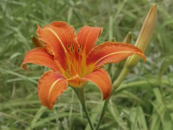 Lilium, uma planta com flores herbáceas que cresce a partir de bulbos, com laranjas grandes flores proeminentes na grama. Fechar — Fotografia de Stock