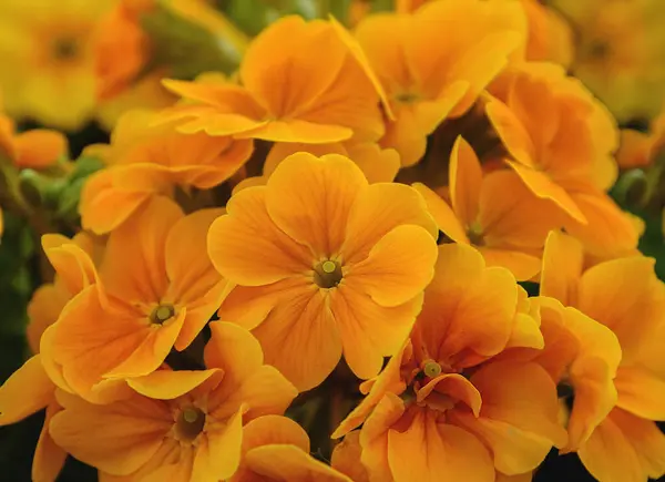 Primula Gessey Avec Grandes Fleurs Couleur Jaune Doré Tendance Pour — Photo