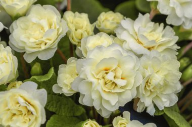 Primula belarina kremi. Bahçeler, parklar, balonlar, terasslar için çiçekler. Kapatın odaları.